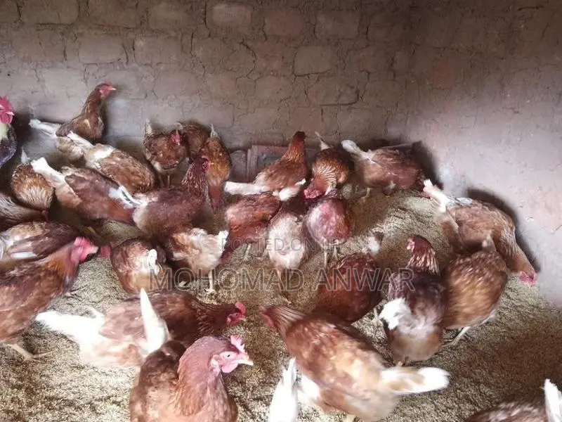 බිත්තර දමන කිකිළින්