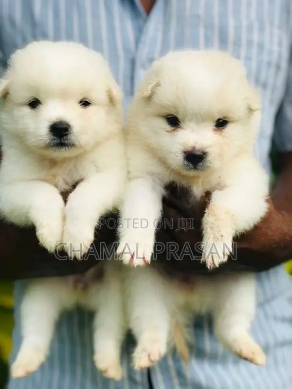 Pomeranian Puppy