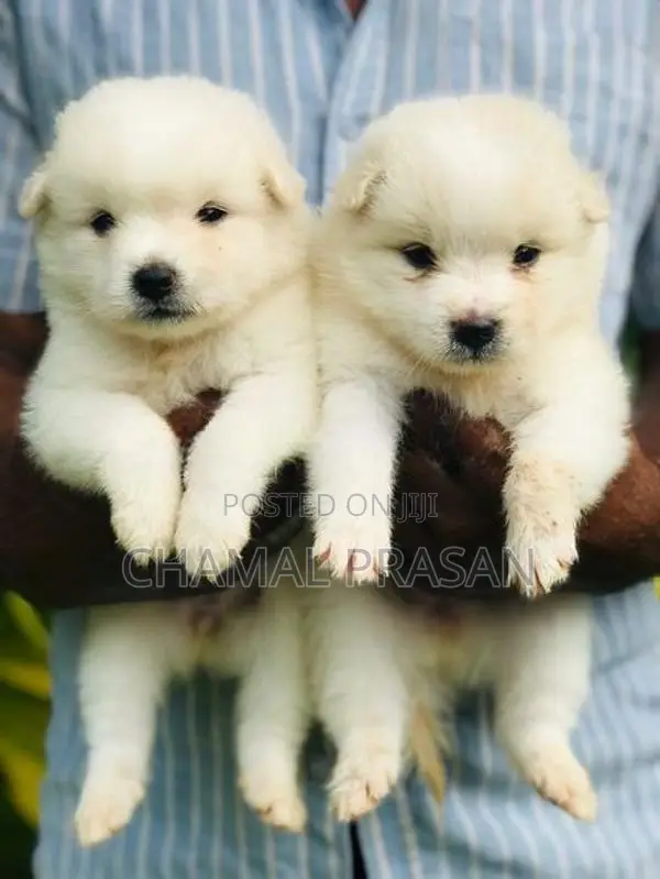 Pomeranian Puppy