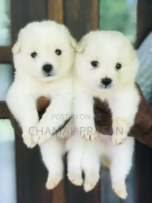 Pomeranian Puppy