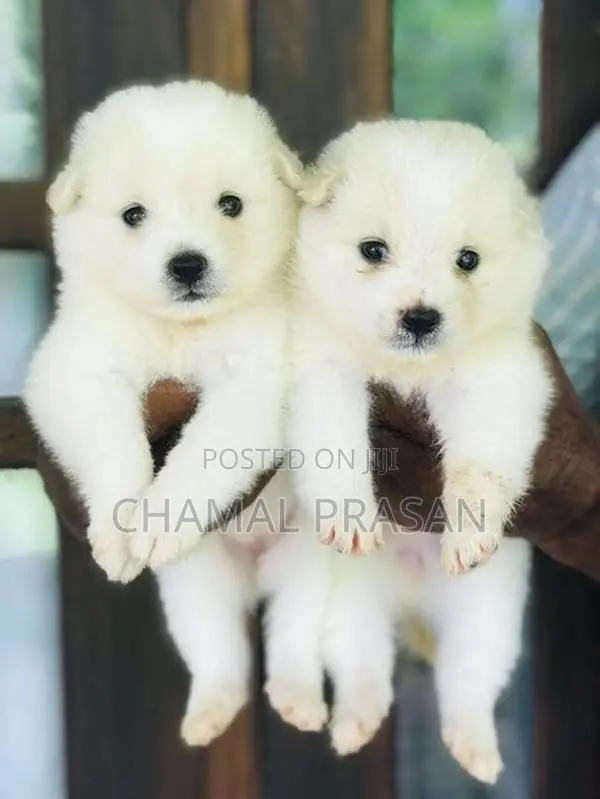 Pomeranian Puppy
