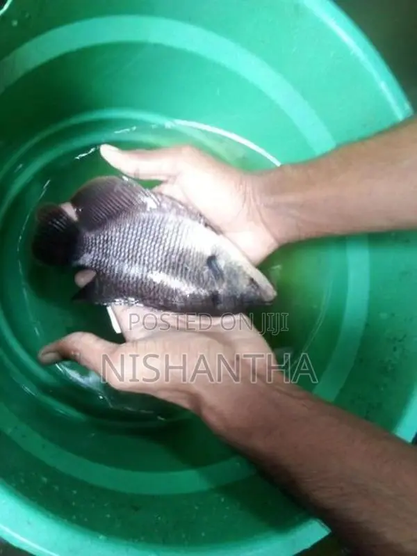 Redfin Gourami Fish