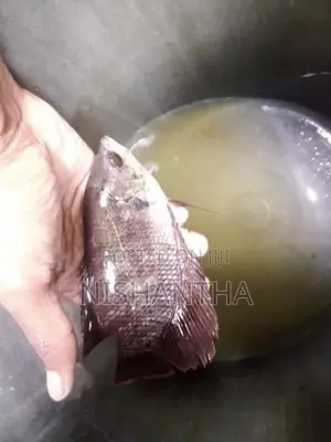 Redfin Gourami Fish