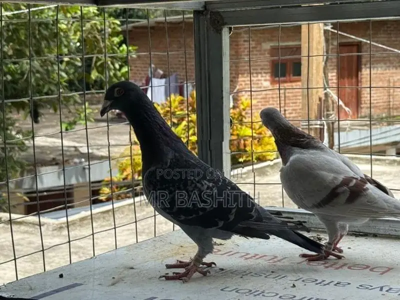 Racing Homer Pigeons