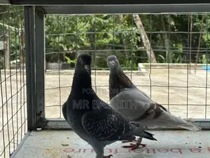 Racing Homer Pigeons
