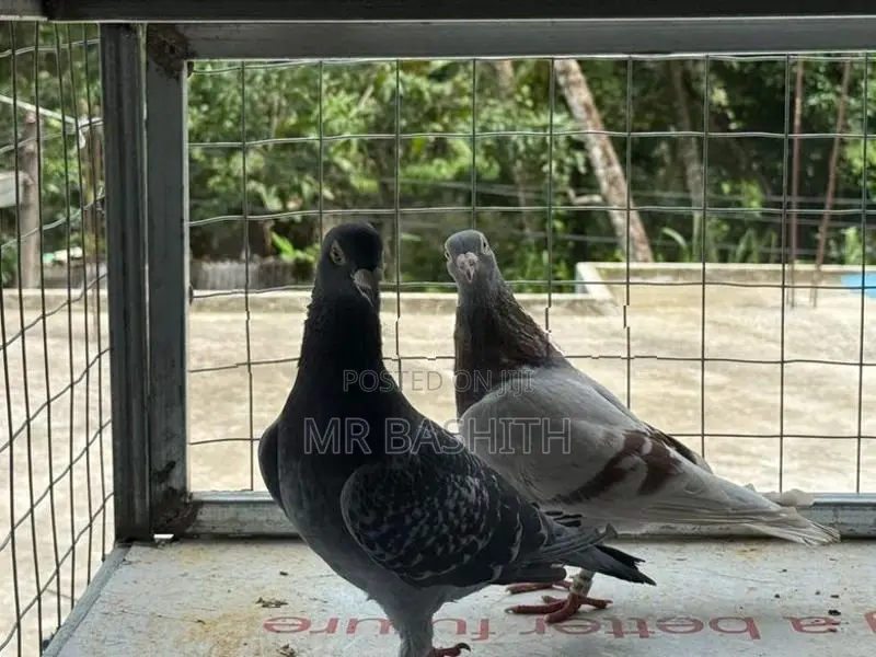 Racing Homer Pigeons