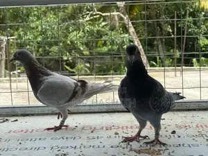 Racing Homer Pigeons