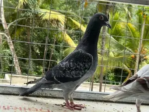 Racing Homer Pigeons