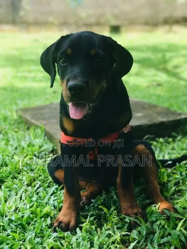 Rottweiler Puppy
