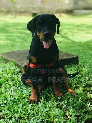 Rottweiler Puppy