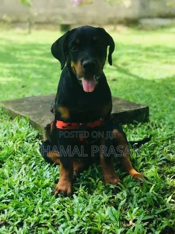 Rottweiler Puppy