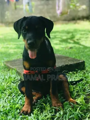 Rottweiler Puppy