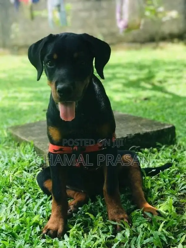 Rottweiler Puppy