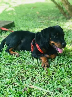 Rottweiler Puppy