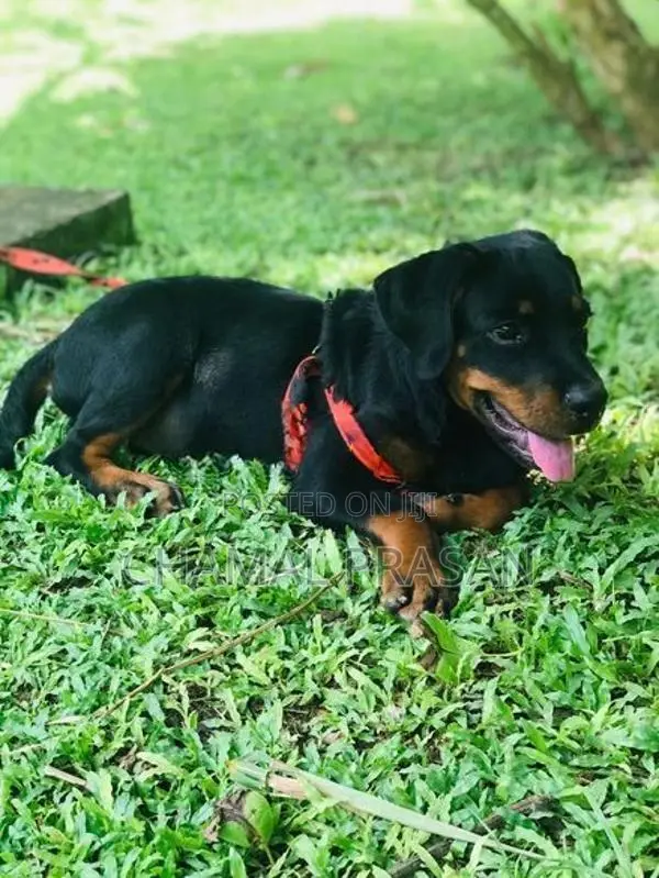 Rottweiler Puppy