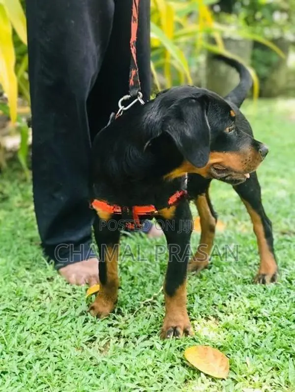 Rottweiler Puppy