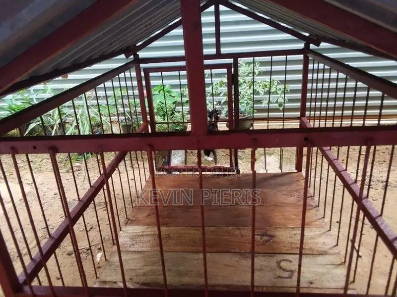 Dog Kennel
