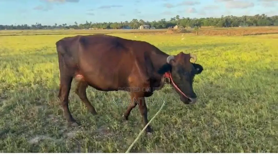 Milk Cow