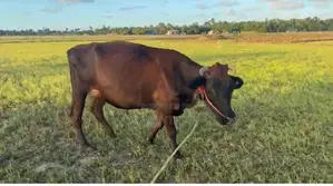 Milk Cow