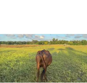 Milk Cow