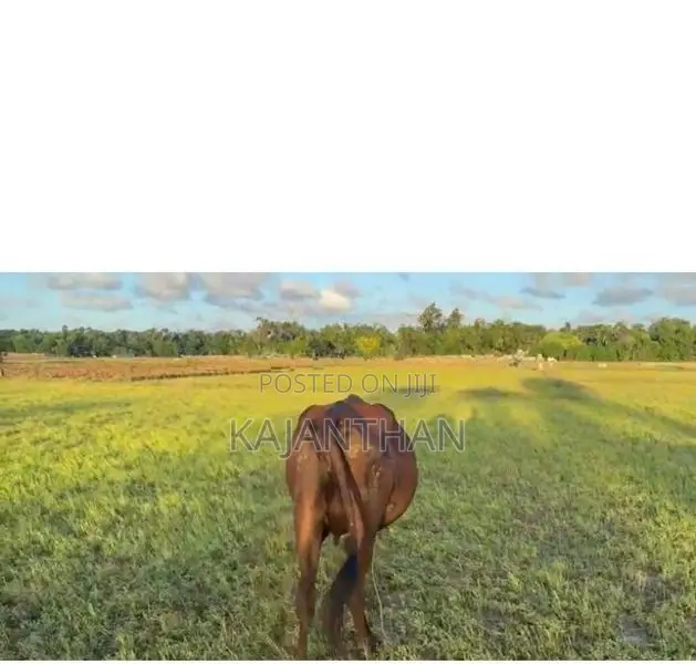 Milk Cow