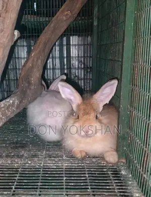 Angora Rabbit