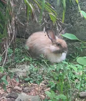 Angora Rabbit