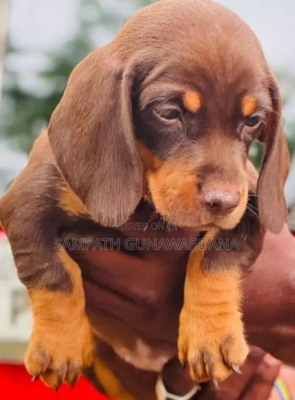 Dachshund Puppy
