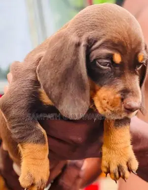 Dachshund Puppy