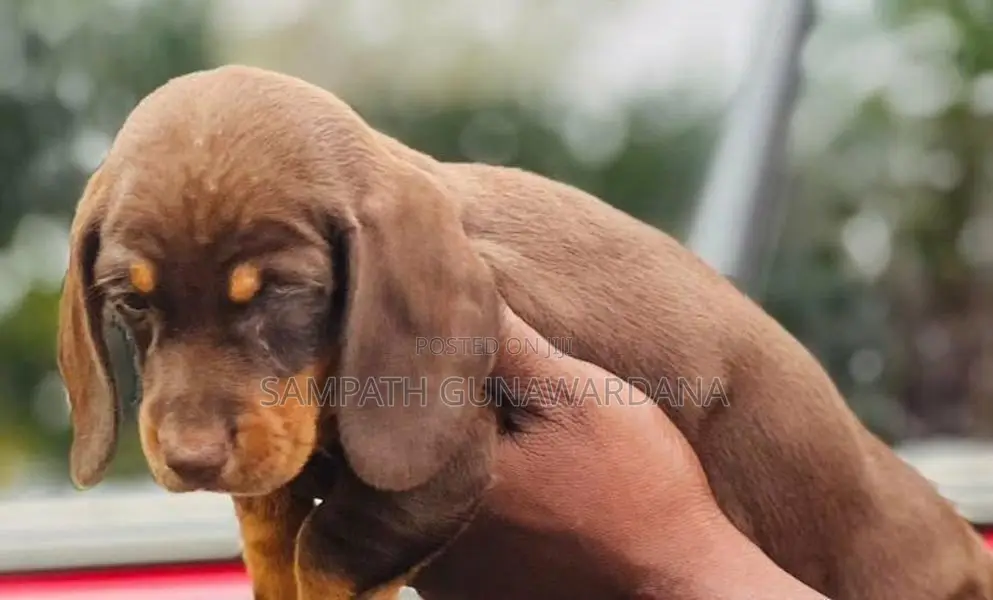 Dachshund Puppy