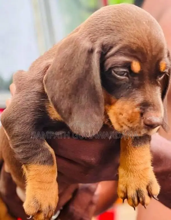 Dachshund Puppy