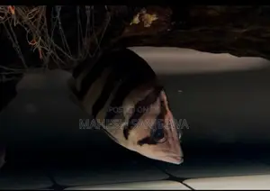 Indo Tiger Fish