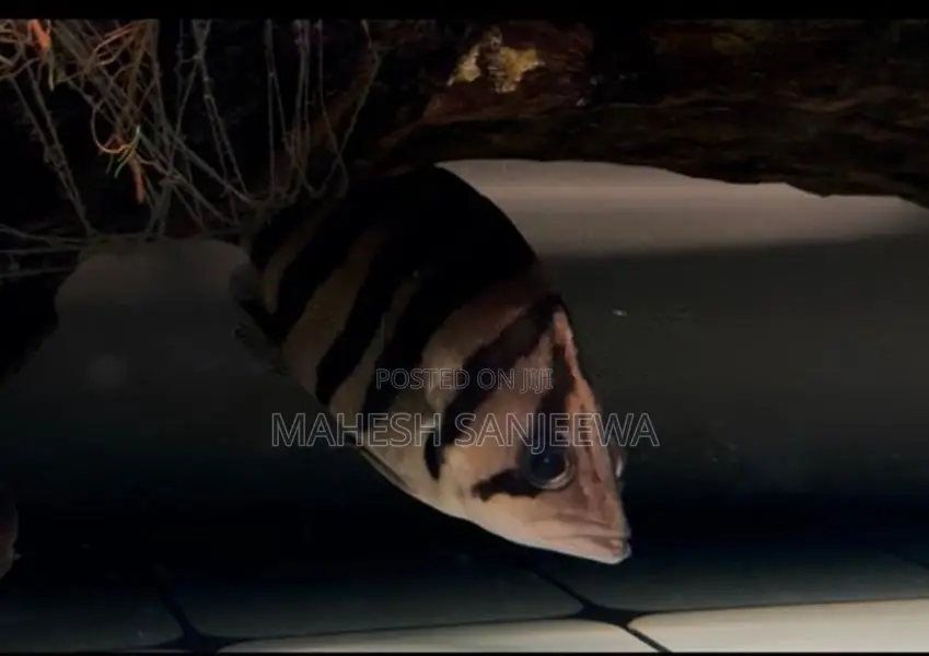 Indo Tiger Fish