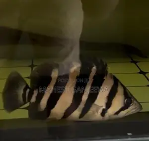 Indo Tiger Fish