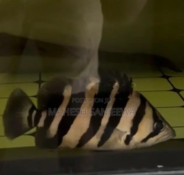 Indo Tiger Fish