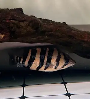 Indo Tiger Fish