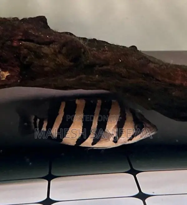 Indo Tiger Fish