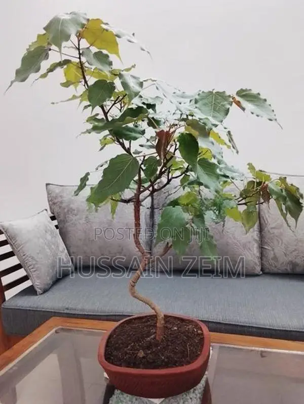 Boo Bonsai
