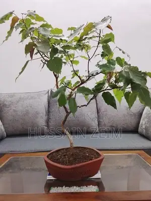 Boo Bonsai