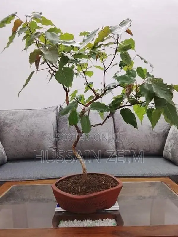 Boo Bonsai