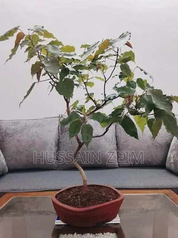 Boo Bonsai