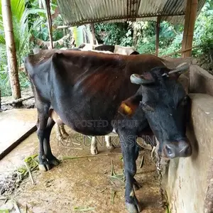 Milk Cow