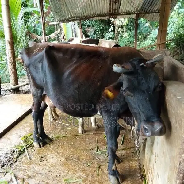 Milk Cow