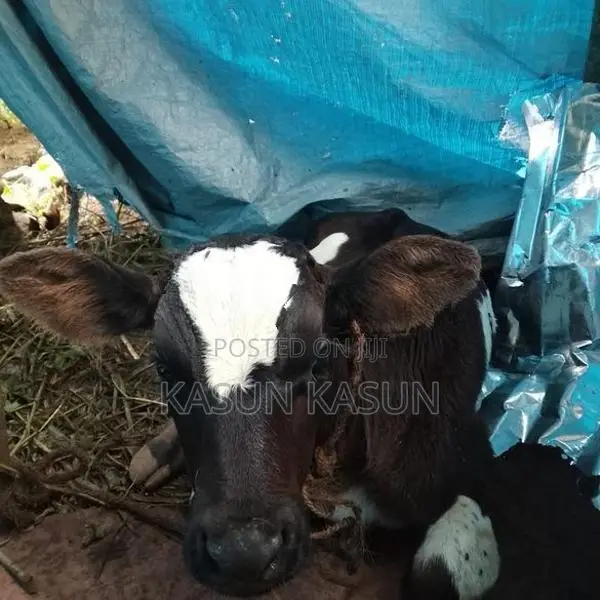 Milk Cow