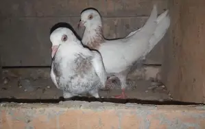 Pigeons