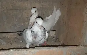 Pigeons