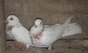 Pigeons