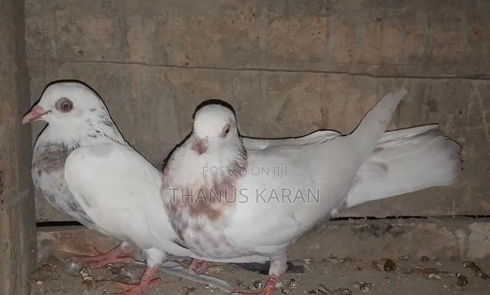 Pigeons