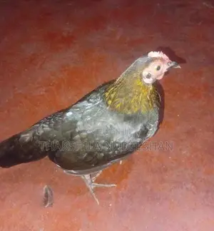 බෙන්ටෙන් කිකිලියෙක්