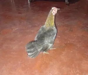 බෙන්ටෙන් කිකිලියෙක්